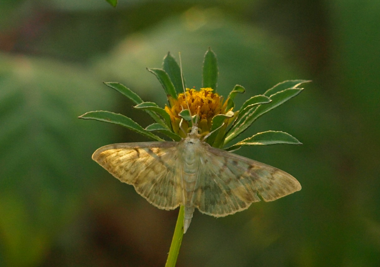 Pleuroptya ruralis, Crambidae